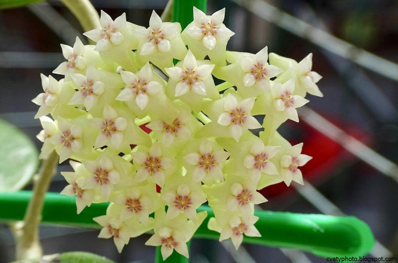 Хойя (Hoya)