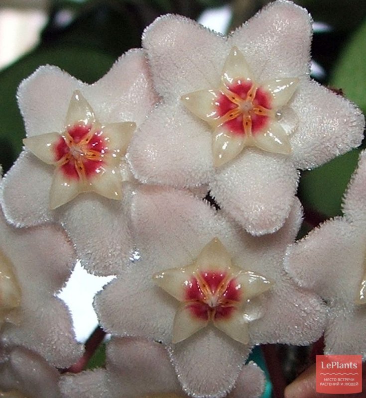 Хойя (Hoya)