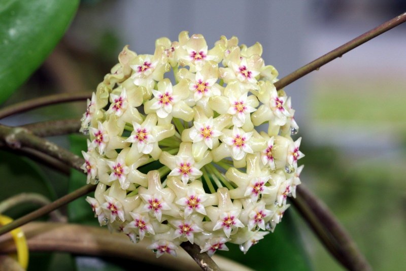 Hoya Bella цветок