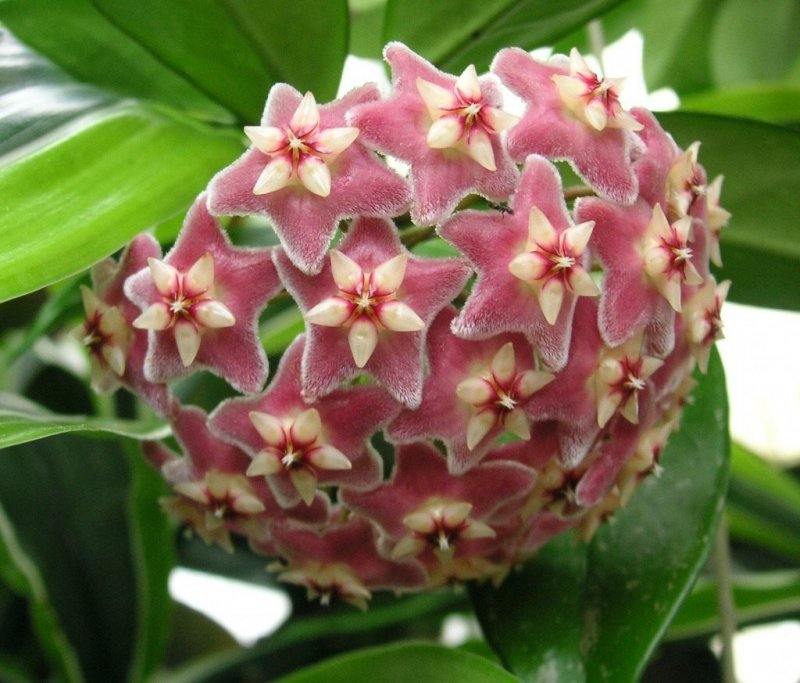 Hoya цветок розовый