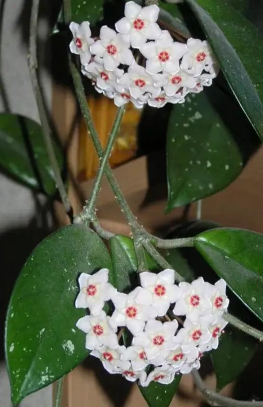 Хойя Карноза (восковой плющ)