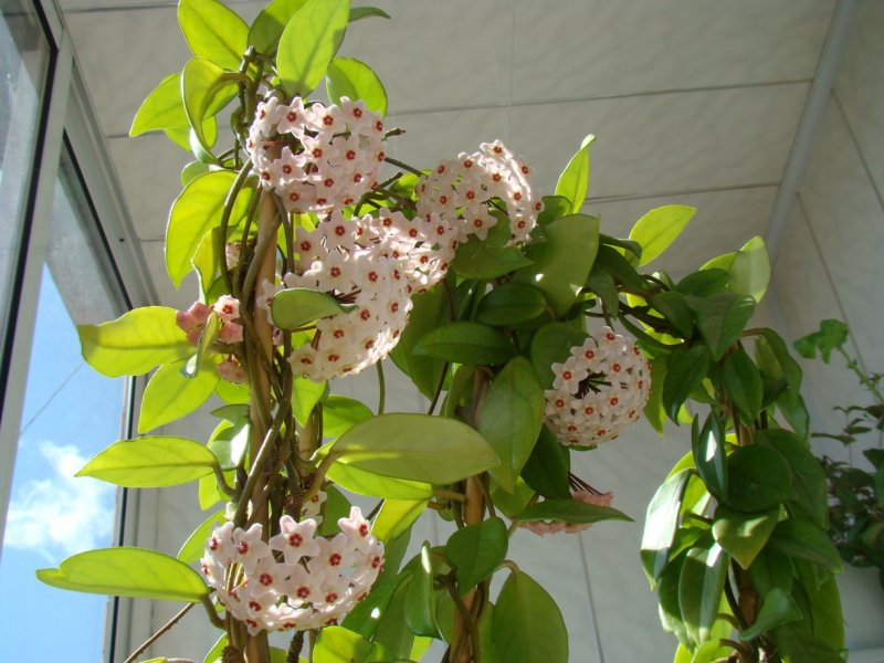 Цветок Хойя Карноза