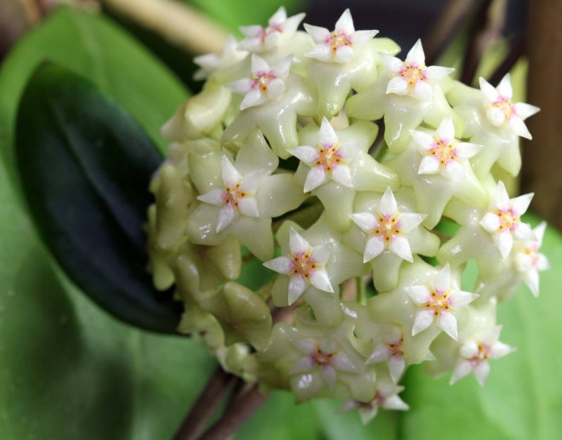 Хойя (Hoya)