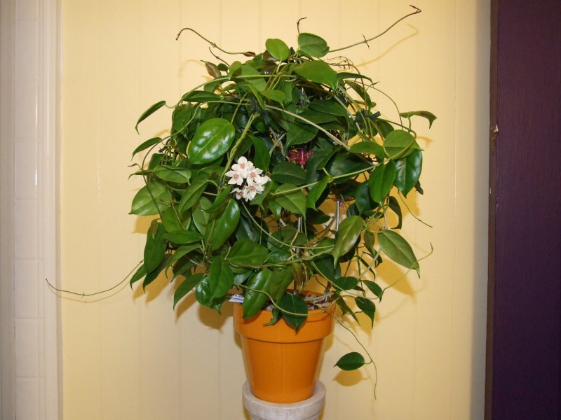 Hoya aeschynanthoides