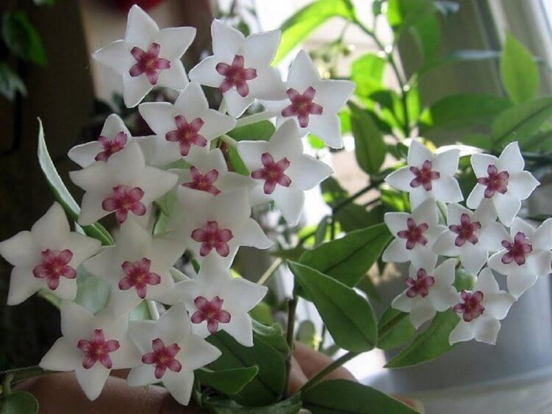 Плющ Хойя комнатный