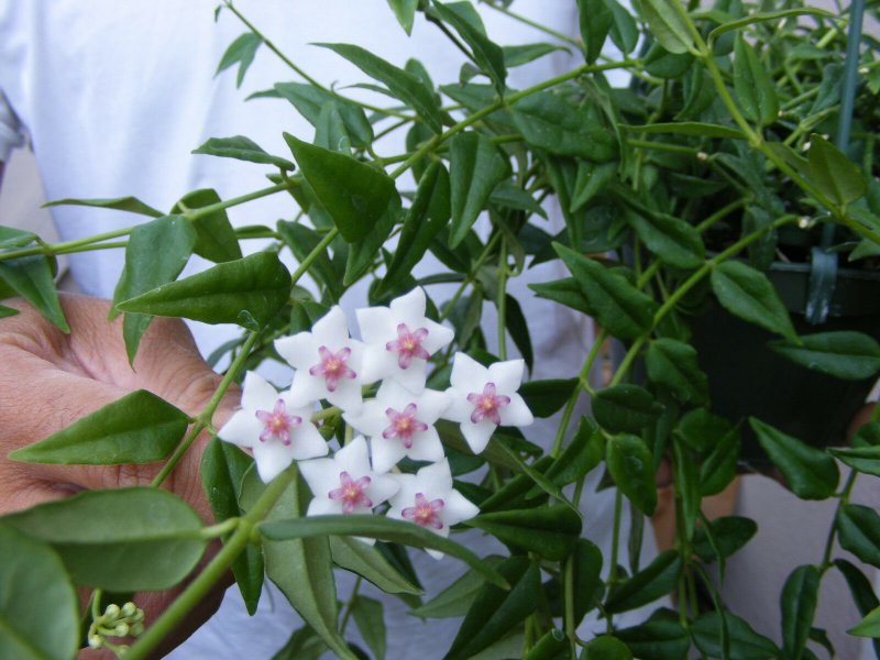 Hoya Bella цветок