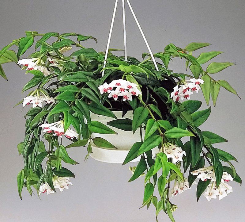 Хойя ампельная