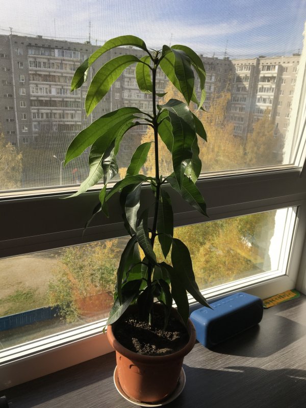 Семечко манго прорастить
