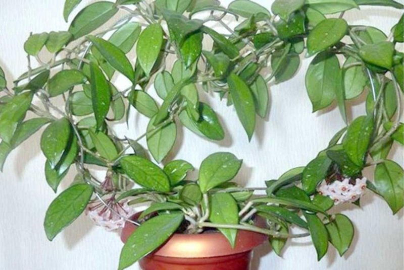 Хойя Карноза