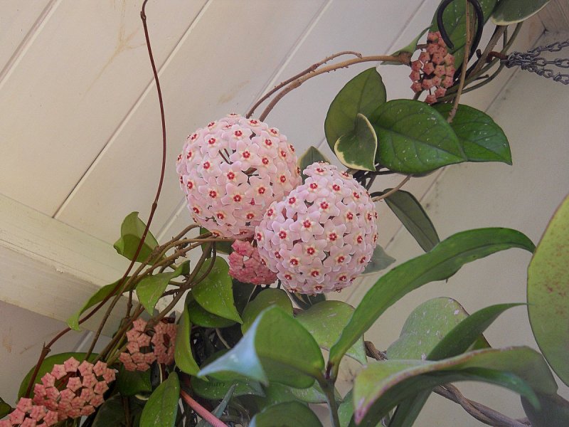 Hoya Макгилливрей черенки