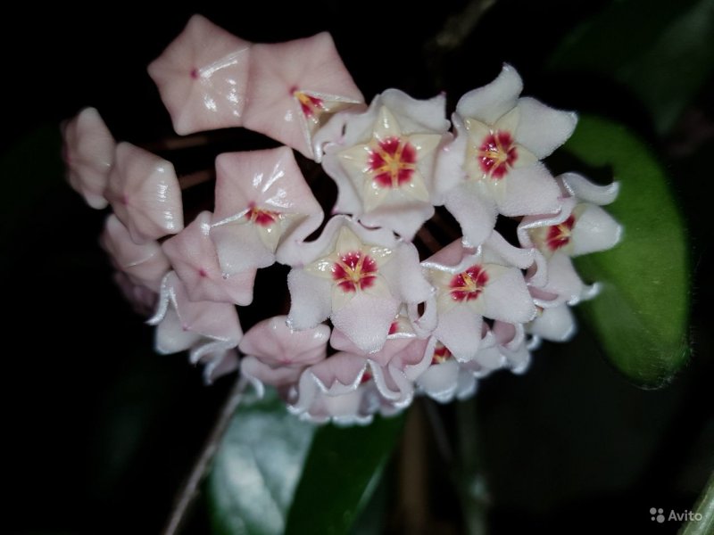 Хойя (Hoya)