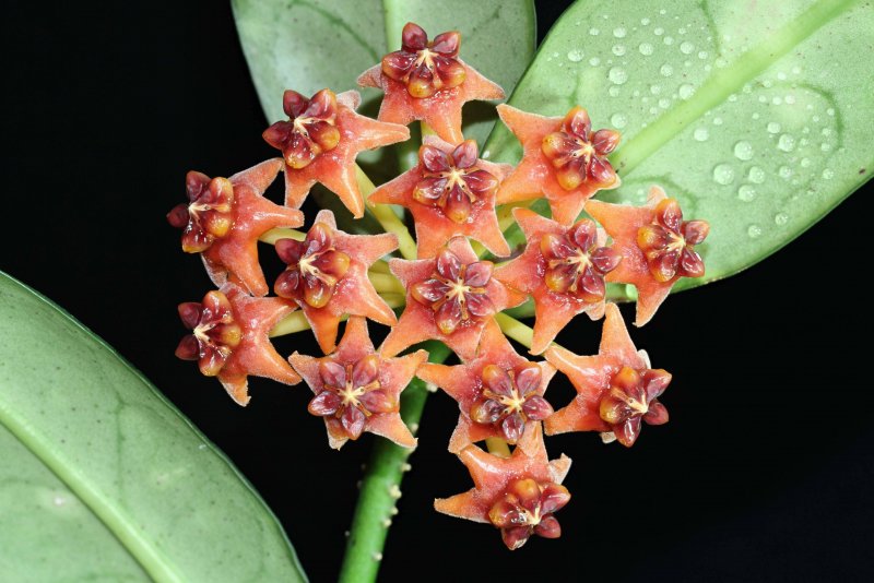 Hoya verticillata variegata no.2 321