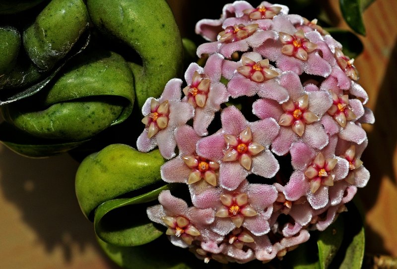 Хойя Индонезия 001 фото