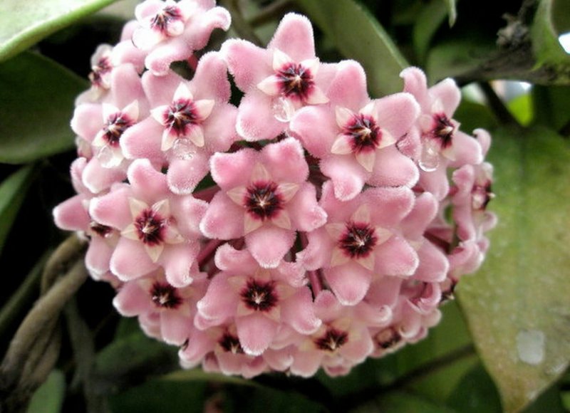 Хойя Белла