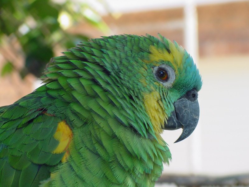 Корнет Parrot
