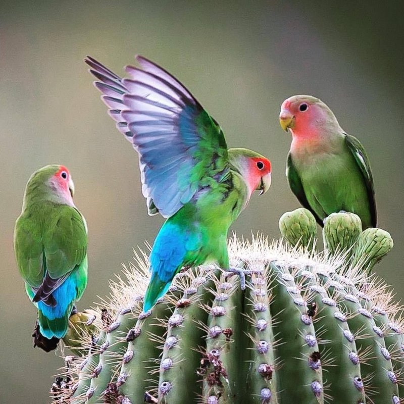 Green Cheek Conure