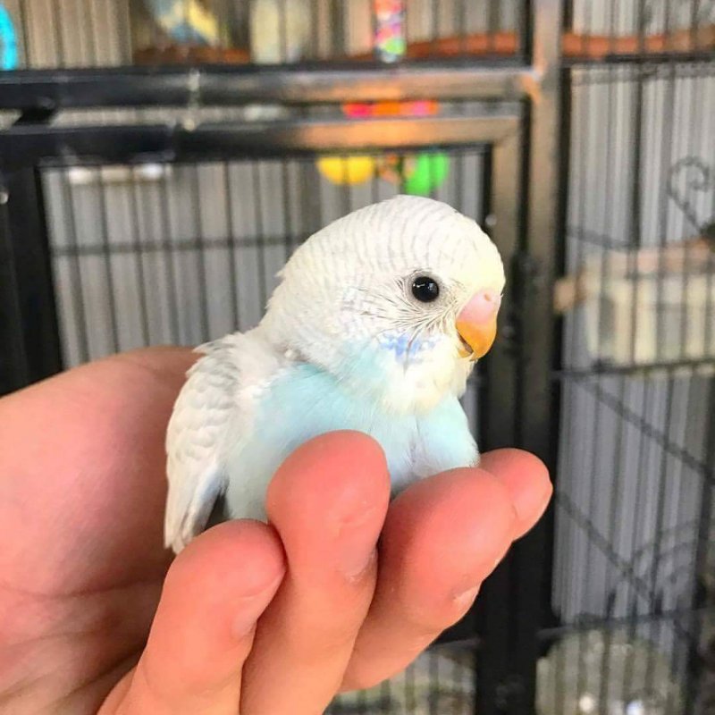 Какаду Амазон