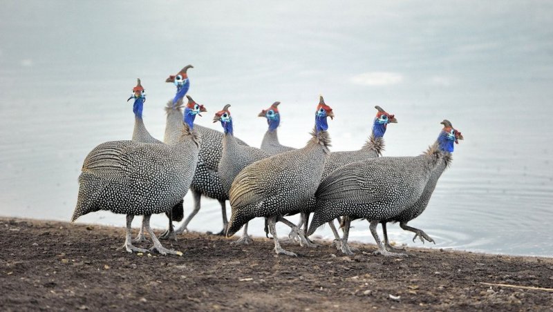 Цесарки отряд