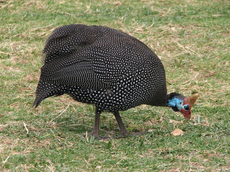 Цесарка Numida meleagris