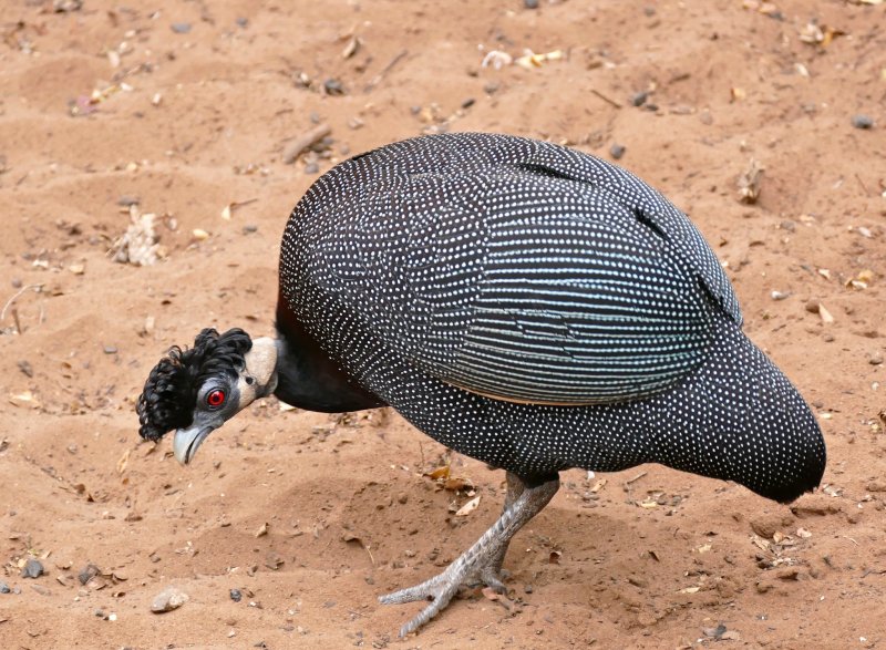 Цесарка Numida meleagris
