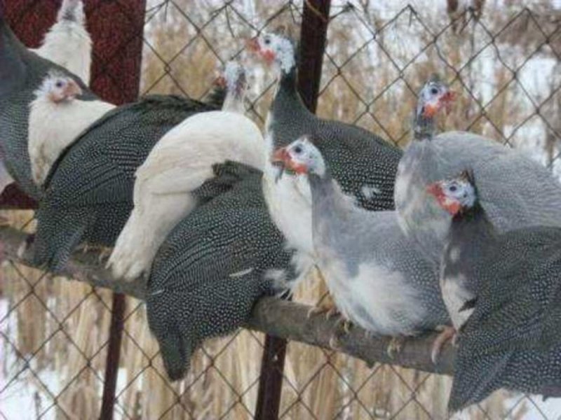 Венценосная цесарка