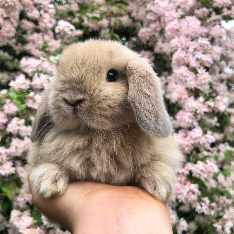 Кролик домашний