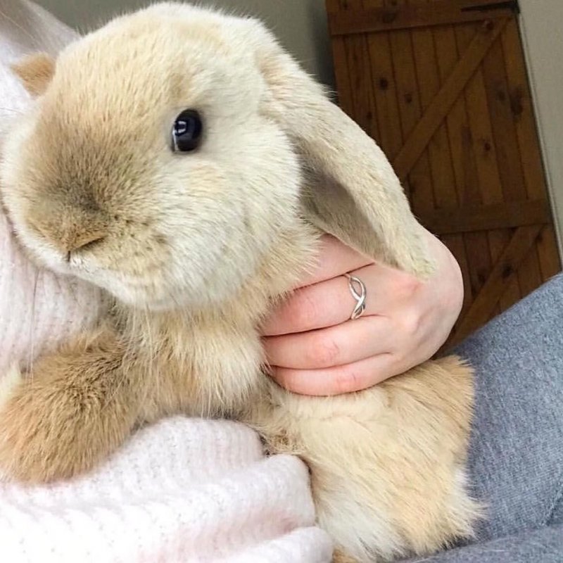 Кролик домашний