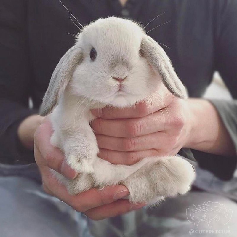 Длинные уши в траве