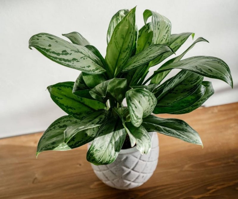Комнатные растения Chinese Evergreen
