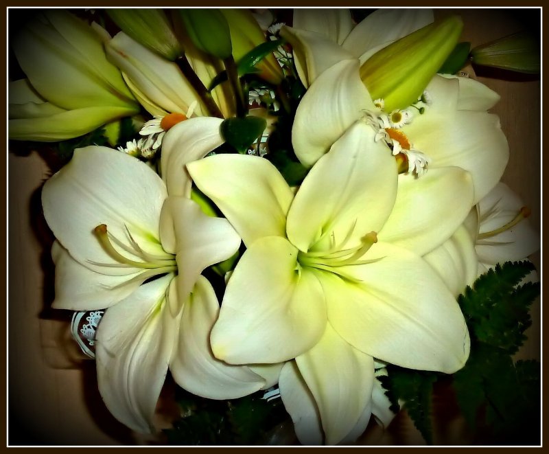 Эухарис (Eucharis)
