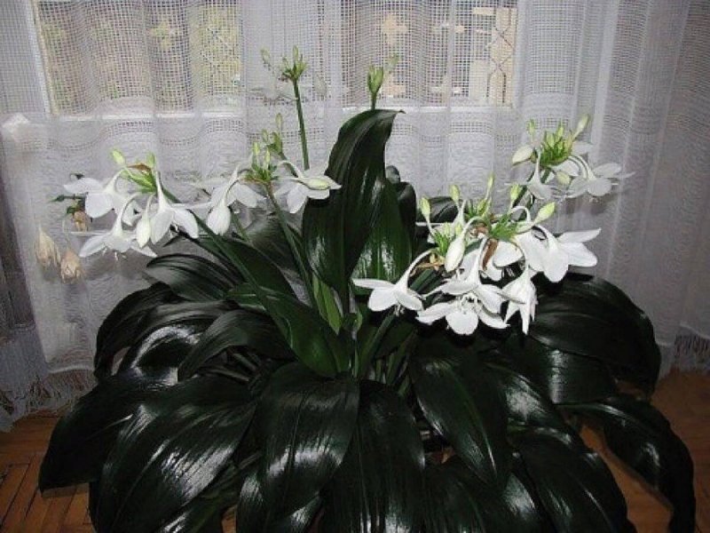 Кринум Пауэлла Альба