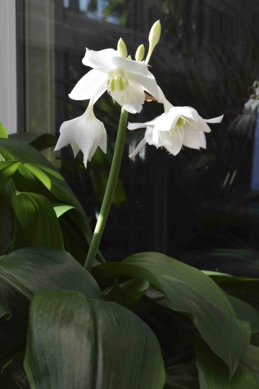 Эухарис беззубчатый (Eucharis subdentata)