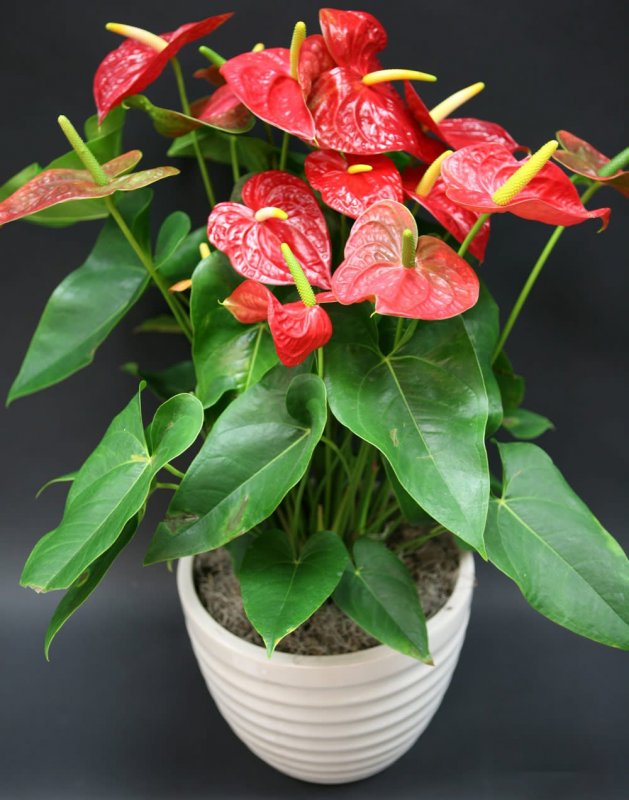 Пуансеттия Euphorbia pulcherrima молочай красивейший