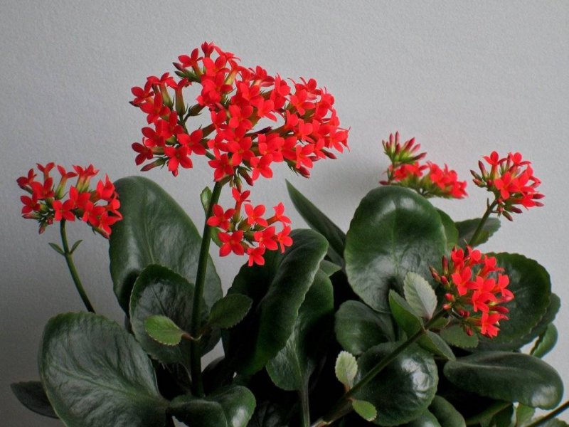 Poinsettia цветок