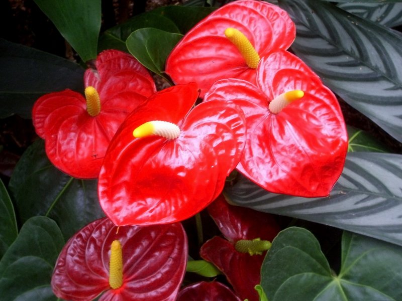 Пуансеттия Euphorbia