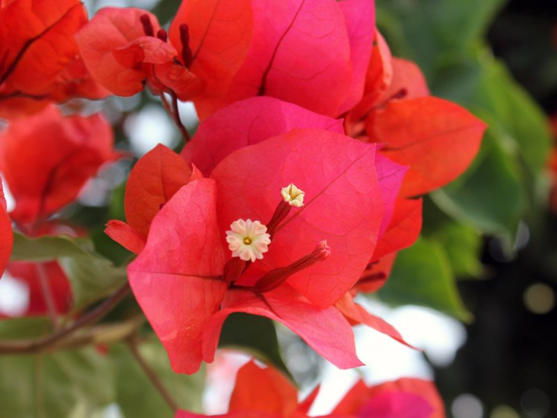 Бегония elatior Red