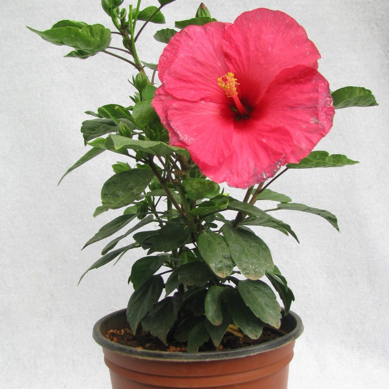 Гибискус "Hibiscus" в горшке