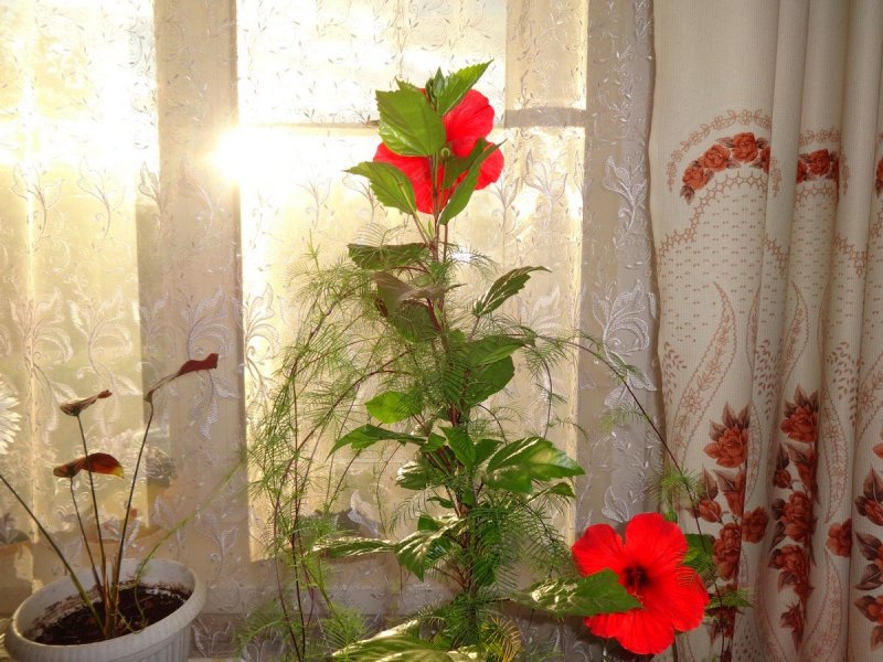 Китайская роза подвяла