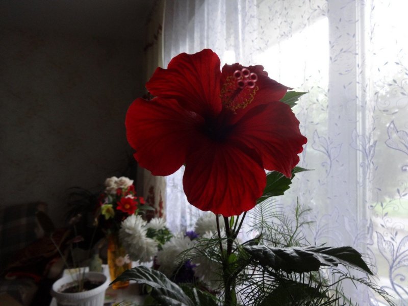 Роза гибискус на стене