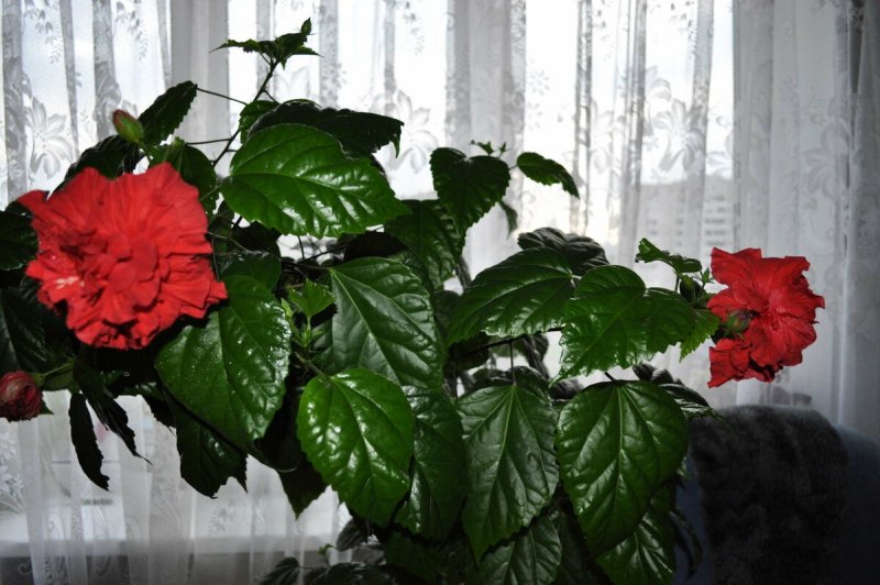 Домашняя роза гибискус