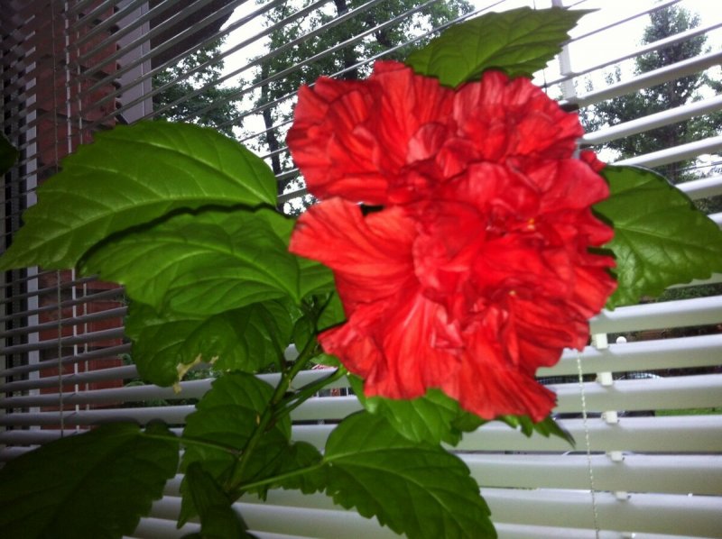 Гибискус Rose Flake