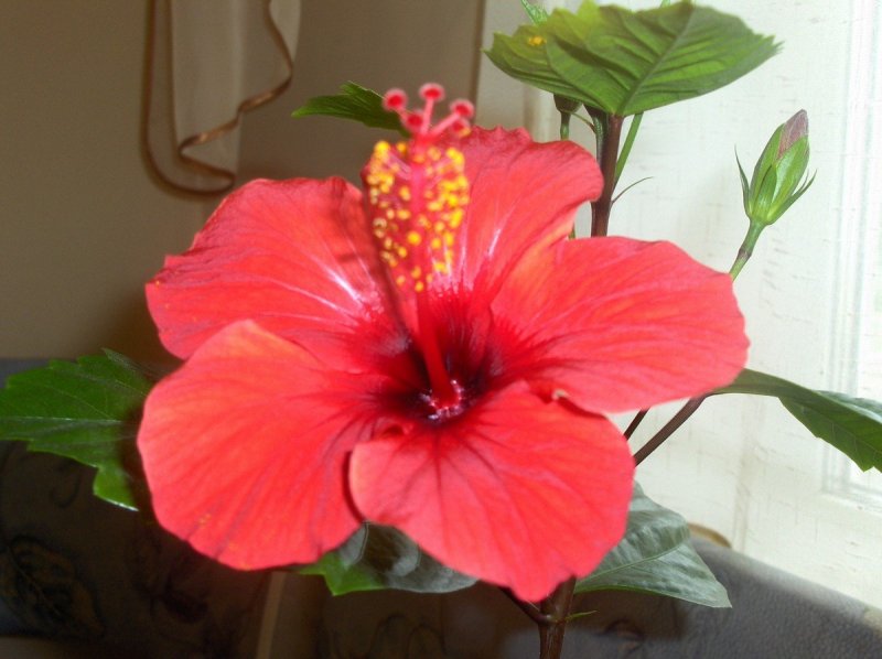 Китайская роза (Hibiscus Rosa-sinensis)