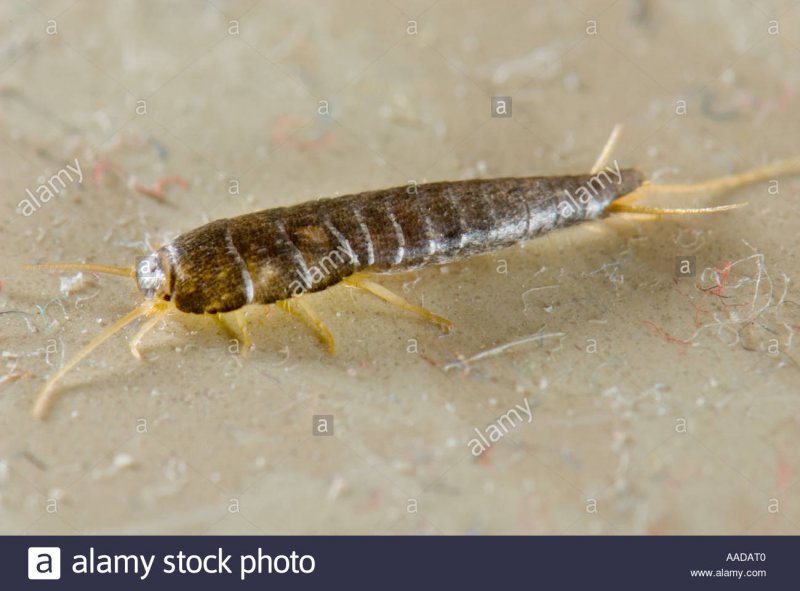Белая Тропическая мокрица Trichorhina tomentosa