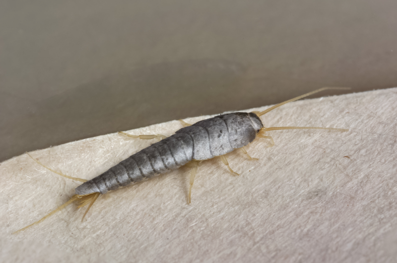 Оранжевая мокрица (Porcellio scaber)