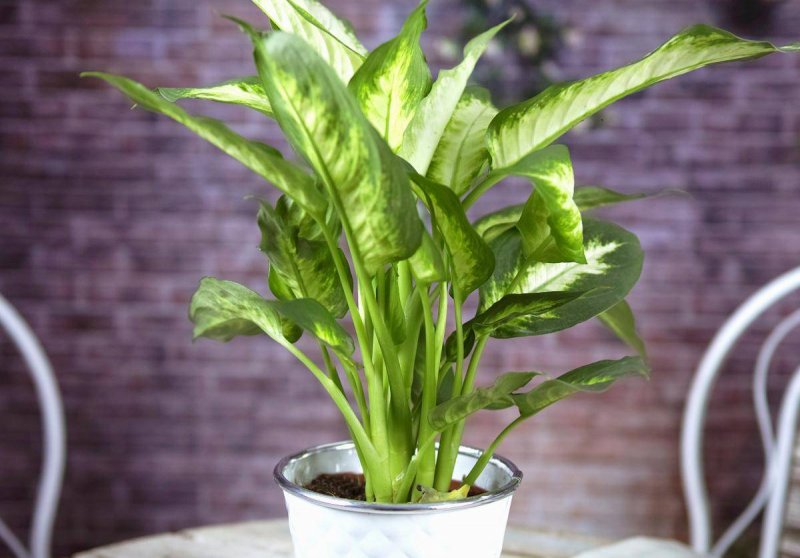 Диффенбахия (Dieffenbachia)