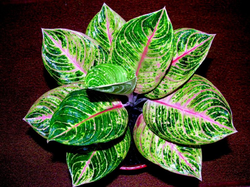 @Indoorjungledecor