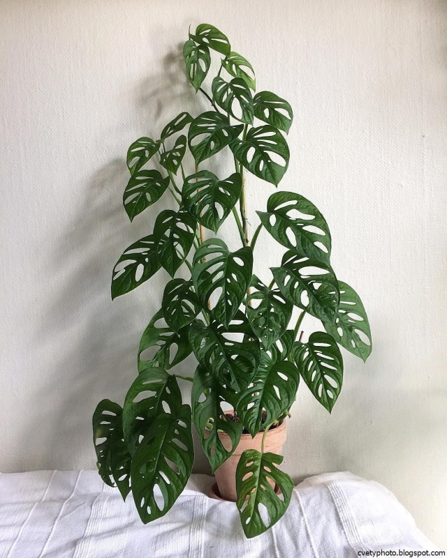 Монстера obliqua (Monstera)