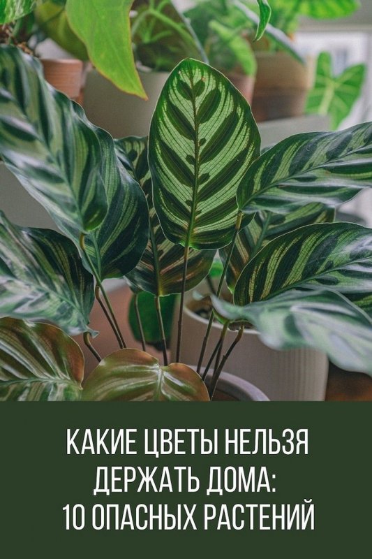У диффенбахии желтеют листья