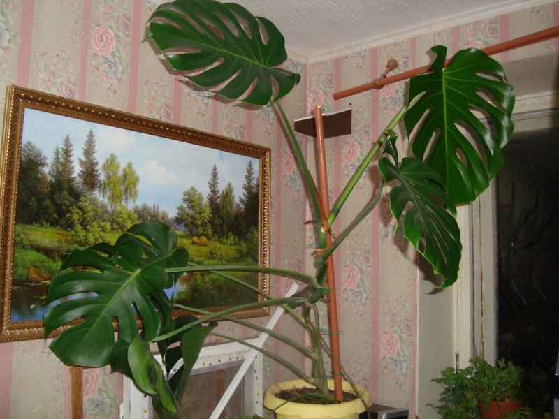 Диффенбахия Аврора