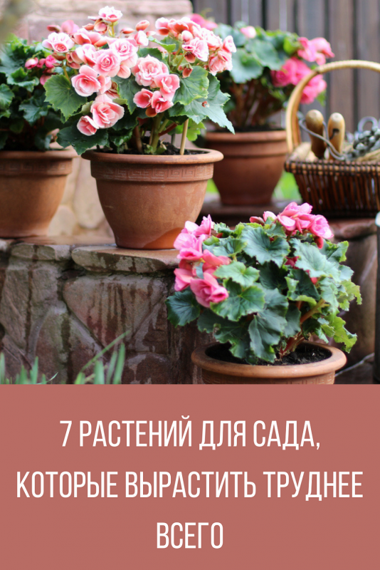 Живая монстера в горшке